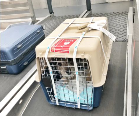 赞皇宠物托运 宠物托运公司 机场宠物托运 宠物空运